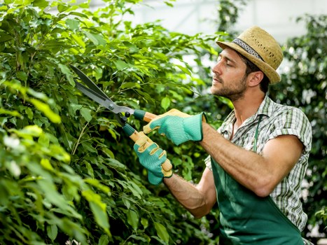 Urban tree maintenance for a property in Westminster